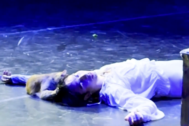 Cat intrrupts Romeo and Juliet