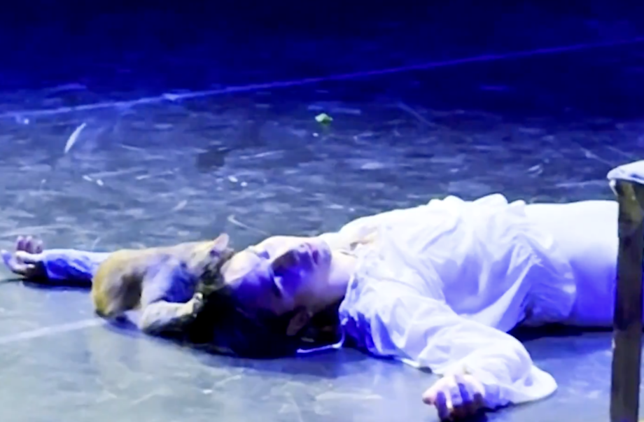 Cat intrrupts Romeo and Juliet